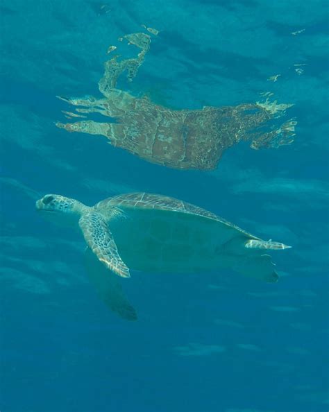 Loggerhead Sea Turtle Free Photo Download | FreeImages