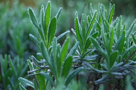 How To Grow Lavender Plants Backyard Garden Lover