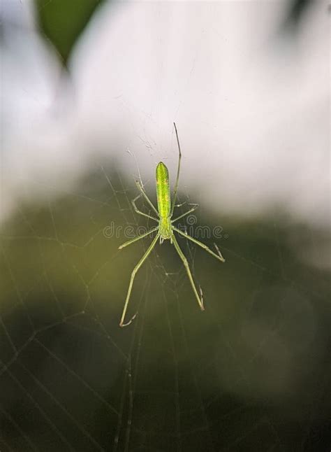 Closeup Of A Long Jawed Orb Weaver Spider On The Web Stock Photo