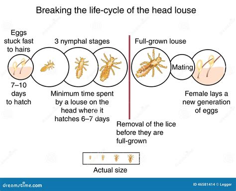 Head Louse Life Cycle Stock Illustration Image