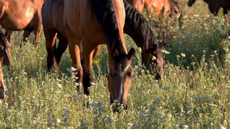 Horse Eating Grass in a Stable Outdoors. Stock Photo - Image of animal ...