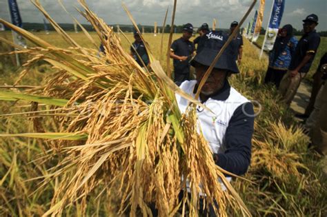 Panen Raya Padi Program Pemanfaatan Bahan Organik Antara Foto