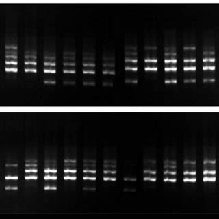 Representative Pcr Amplification Profiles Of Sesame Genotype