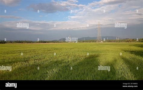 Scenic view of green Paddy field in Kerala Stock Photo - Alamy