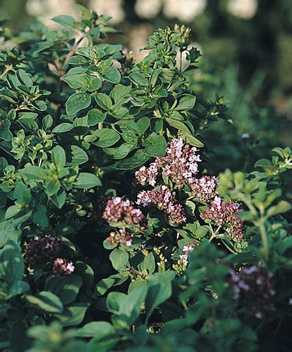 wild marjoram growing information   plant care  johnnys