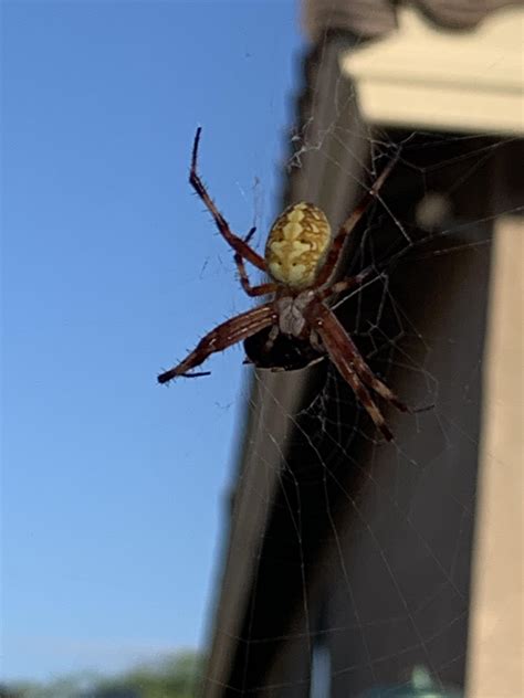 Any ideas what this is? Phoenix, AZ : r/spiders