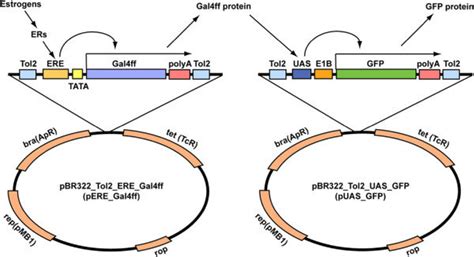 Construction Of Reporter Gene Vectors With An Oestrogen Responsive