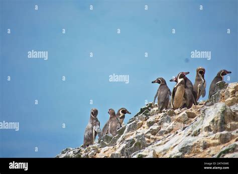 Muchos Pingüinos Humboldt Que Se Alzan En Un Acantilado En Las Islas