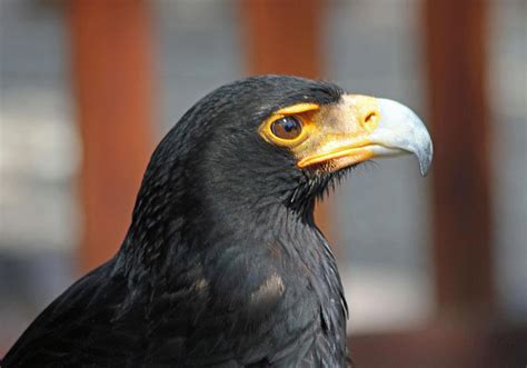 Black Eagle - Lombok Wildlife Park