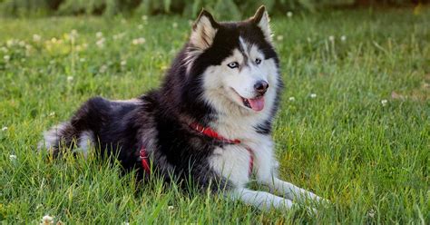 Complete Siberian Husky Dog Breed Guide (12+ Stats)