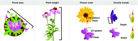 Diagram of trait collections for floral area, plant height, flower ...