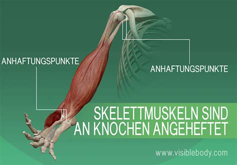 Muskelsystem Kenntnis Der Muskelanatomie