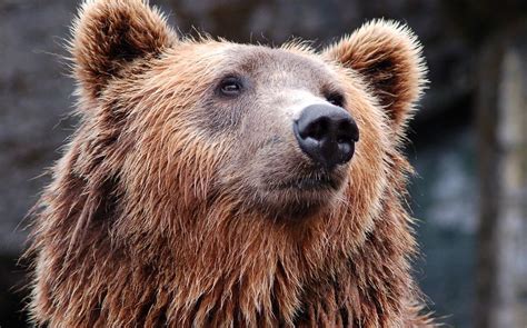 Oso Vicioso historia real del oso drogado con cocaína en 1985 que