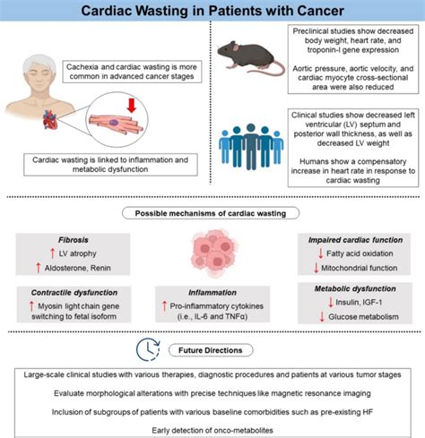cardiac wasting  patients  cancer basic research  cardiology