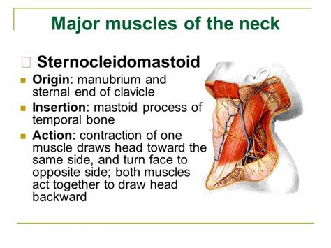 Sternocleidomastoid ... Note : Origin & Action ... 【 Note: Head towards ...