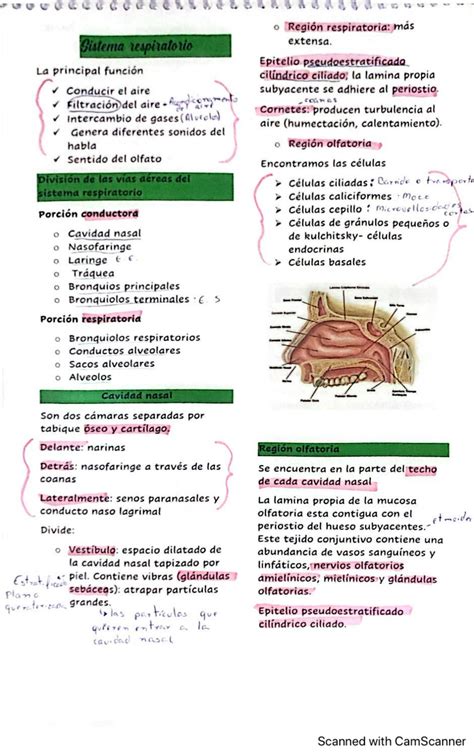 SOLUTION Histologia Respirato Ria Studypool