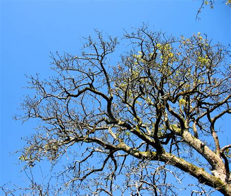 Free Old pear tree Stock Photo - FreeImages.com