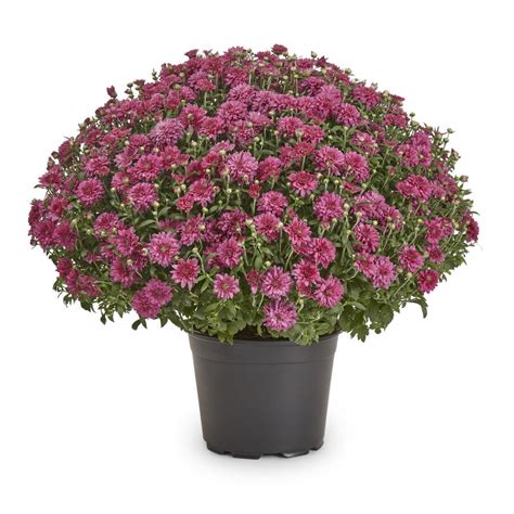 3 Quart Purple Garden Mum In Pot At