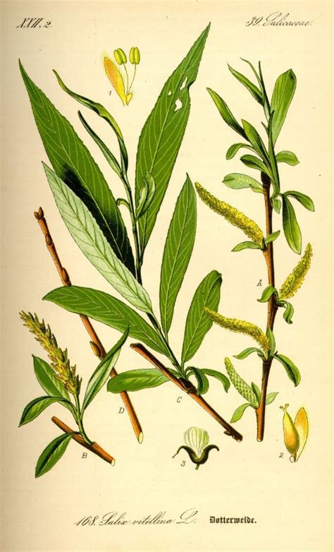 Willow Bark Botanical Google Search Illustrazione Botanica