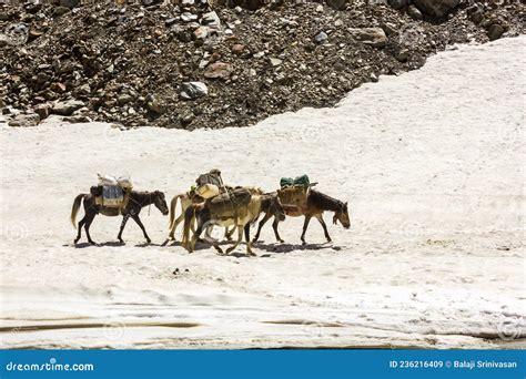 Two Pack Mules Transporting Trekking Equipment From The Quebrada Santa