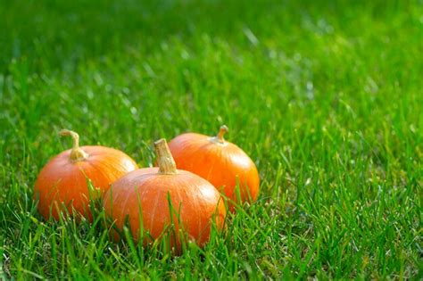 Premium Photo Pack Of Pumpkins On Green Grass