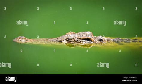 Crocodile floating in water river and waiting for the prey / Large ...