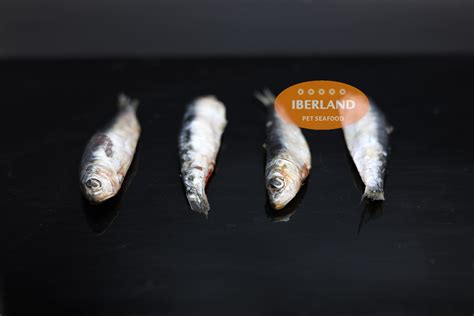 Sardina Entera - Iberland Pet Seafood