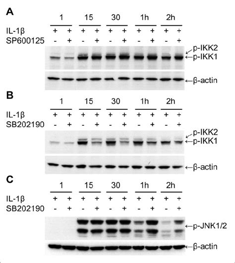 The Effect Of Jnk Sp And P Mapk Inhibitors Sb On