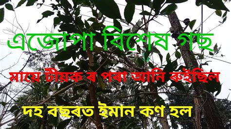 এজপ বশষ গছ টযকৰ পৰ আন ৰইছল দহ বছৰ হল ধমজ জতপণ YouTube