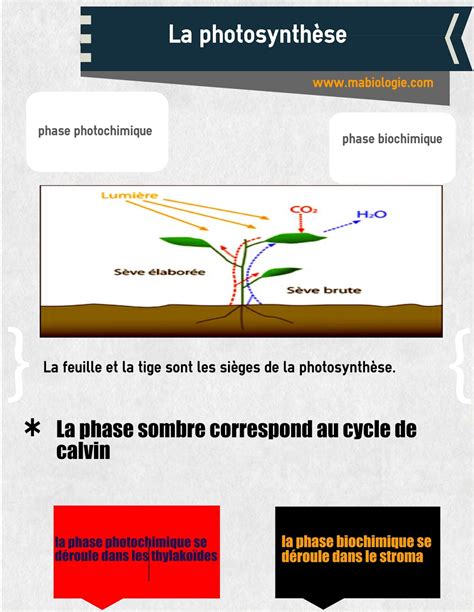 Définition photosynthèse Biologie