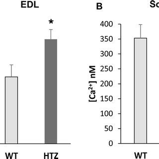 Force Tension Development In WT And HTZ EDL And Soleus Muscles A