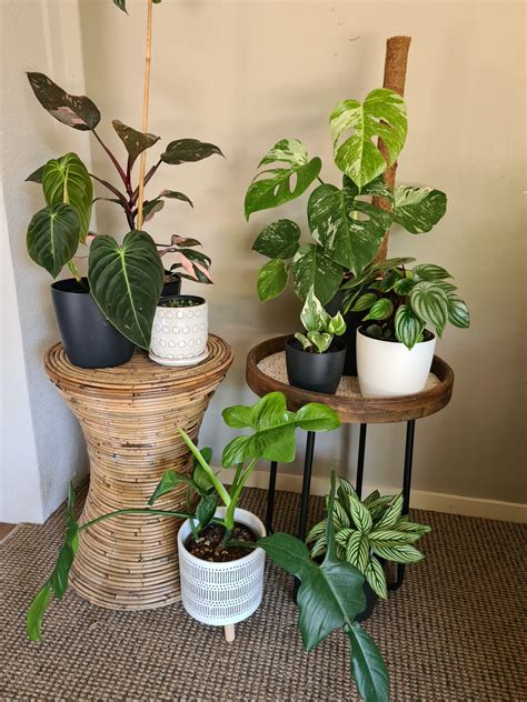 Indoor Tropical Plants Tropical Treasures Taranaki