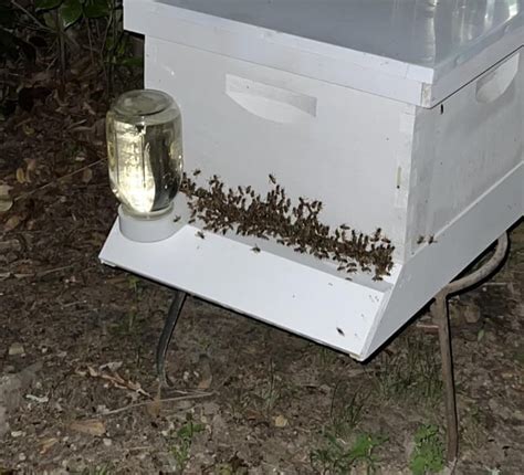 Bees At Night Rbeekeeping