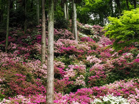 大興善寺 By 雲龍 （id：12371484） 写真共有サイトphotohito