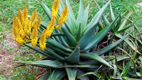 A Deeper Look At Aloe Ferox Vs Aloe Vera Gardening Dream