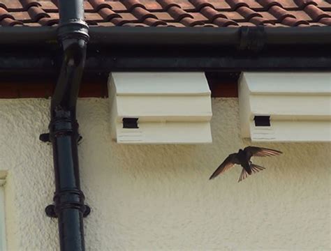 Species Enhancements for Urban Sites? Try a Swift Nesting Scheme – Bio ...