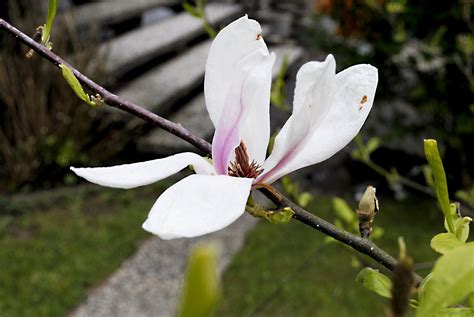 Magnolia Flor Rosado Foto Gratis En Pixabay Pixabay