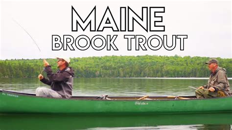 Maine Brook Trout Fishing The New Fly Fisher