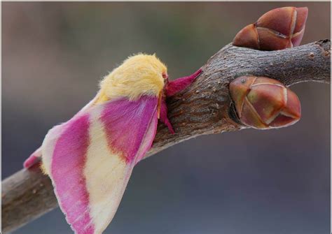 Rosy Maple Moth Habitat Characteristics And Reproduction