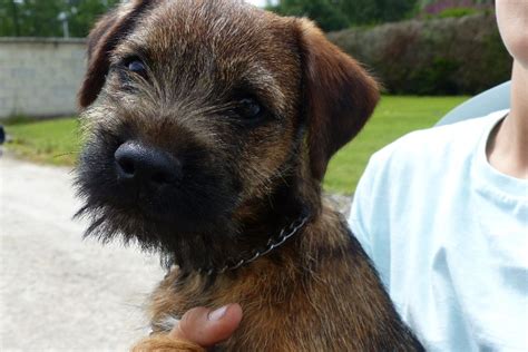 Photo Elevage Du Site Corot Eleveur De Chiens Border Terrier