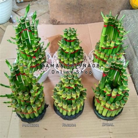 Jual BAMBU HOKI TANAMAN HIAS BAMBU REJEKI SRI REJEKI BAMBU AIR