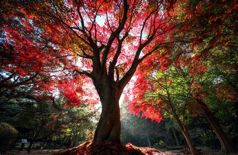 Autumn Red Tree Wallpaper