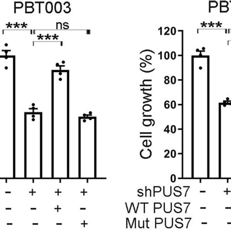 PUS7 Regulates GSC Growth In A Catalytic Activity Dependent Manner The