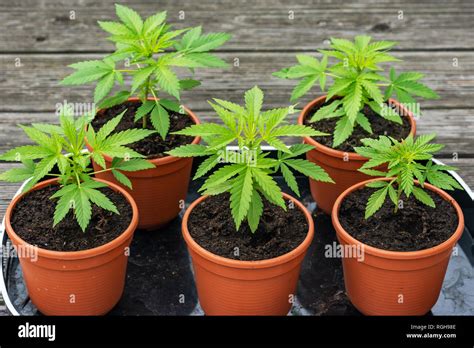 A Group Of Young Cannabis Plants In Small Flower Pots Stock Photo Alamy