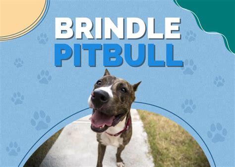 Brindle Pitbull Dog: Breed Info, Pictures, Personality & Facts | Hepper