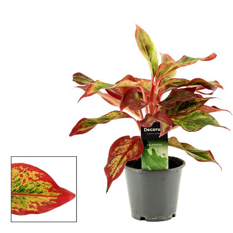 Aglaonema Red Fire Cm Cowell S Garden Centre Woolsington