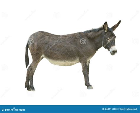 Burro Aislado En Fondo Blanco Foto De Archivo Imagen De Problema