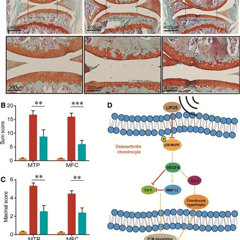 Effects Of Lipus On Cartilage Degeneration In Articular Cartilage