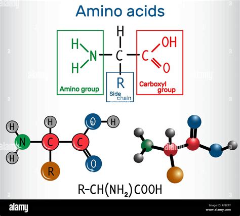 General formula of amino acids, which are building blocks of proteins ...