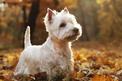 West Highland White Terrier Puppies Mini Calendar 2023